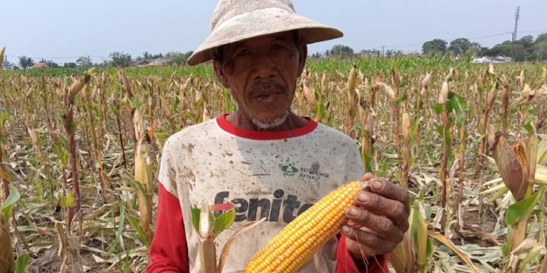 Parah! Produksi Jagung Nasional Berkembang Cukup Baik, Impor Bisa Ditekan