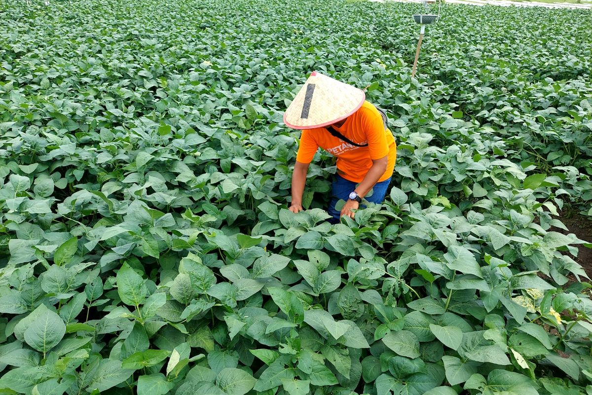 Ilustrasi petani sedang memeriksa tanaman edamame di lahannya, Jumat (18/11/2022).