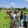 Seorang Petani Ditemukan Tewas di Tengah Sawah, Diduga Tersetrum Jebakan Tikus