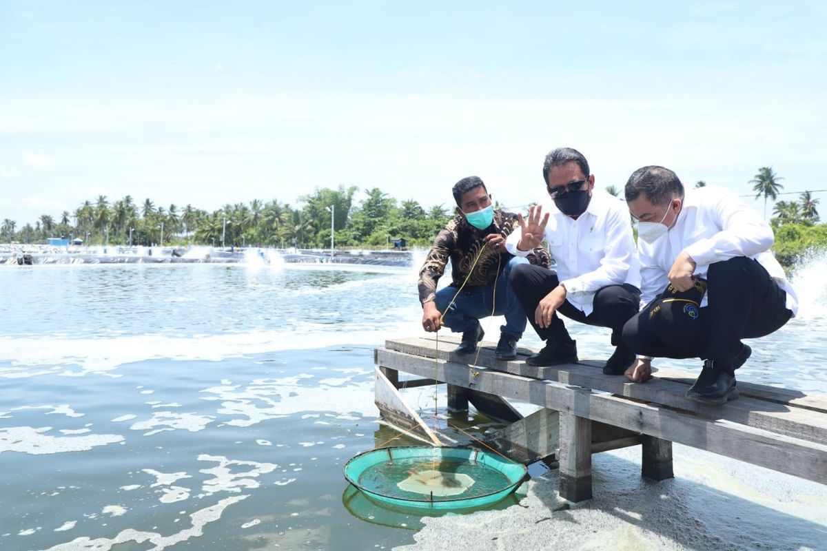 Menteri Kelautan dan Perikanan Sakti Wahyu Trenggono saat meninjau langsung klaster udang vaname berkelanjutan di Desa Matang Rayeuk, Kabupaten Aceh Timur, Provinsi Aceh, Selasa (7/9/2021).

