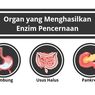 Organ yang Menghasilkan Enzim Pencernaan