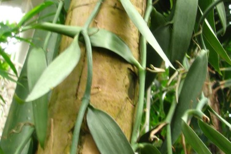 Ilustrasi tanaman vanili, menanam vanili, budidaya vanili. 