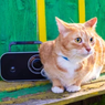Kucing Juga Suka Dengar Musik, Benarkah?