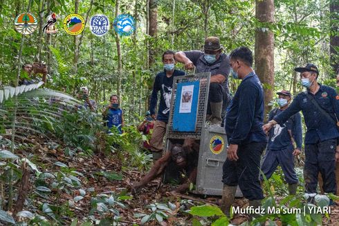 Pasca-rehabilitasi, 6 Orangutan Dilepasliarkan di Taman Nasional Bukit Baka Bukit Raya