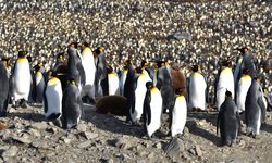 Penguin di Kebun Binatang Hidup Lama tapi Cepat Tua, Kok Bisa?