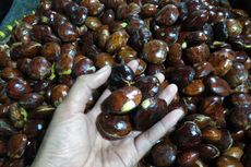 Harga Jengkol di Bekasi Tembus Rp 70.000 Per Kilogram