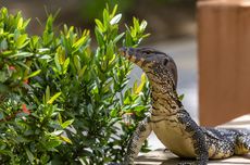 Bagaimana Cara Biawak Berkembang Biak?