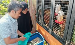 Ternak Ayam Terbentur Larangan Beternak Unggas di Permukiman Padat Jakarta