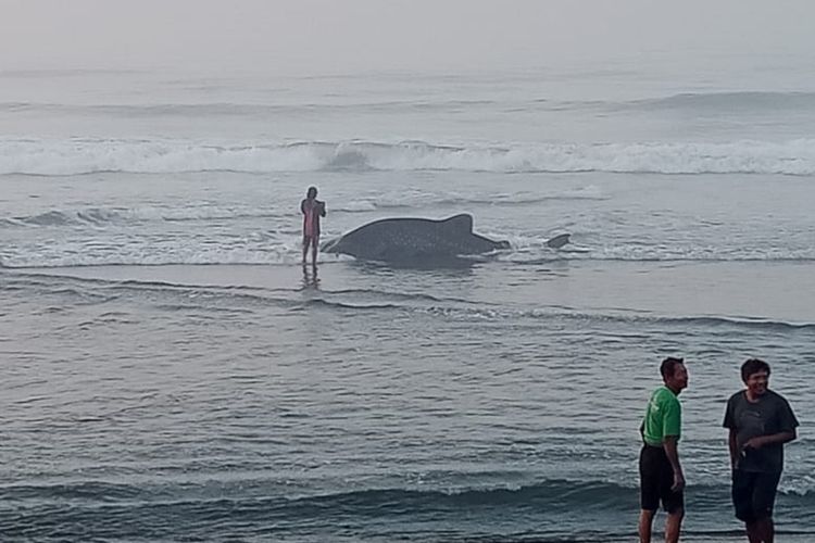 Hiu tutul yang terdampar di Pantai Kuwaru, Bantul, DI Yogyakarta. Sabtu (18/11/2023)