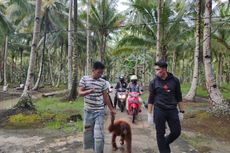 Polisi Evakuasi Bayi Orangutan yang Dipelihara Warga di Mempawah