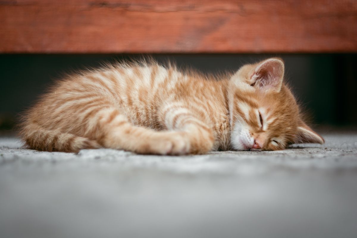 Ilustrasi kucing tidur