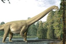 Mengintip Isi Perut Dinosaurus Raksasa: Apa yang Dimakan Sauropoda 94 Juta Tahun Lalu?