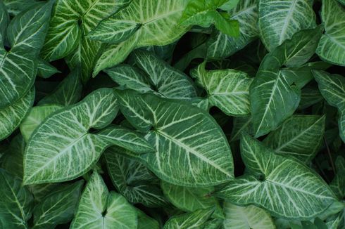 5 Pilihan Jenis Syngonium Cantik dan Menarik untuk Dikoleksi