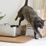 Membersihkan Bau Kotoran Kucing di Sekitar Hunian Rumah