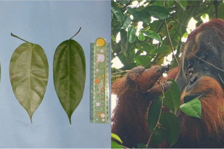 (Kiri) Daun Fibraurea tinctoria dengan panjang daunnya antara 15 sampai 17 cm. (Kanan) Orangutan bernama rakus memakan daun Fibraurea tinctoria, foto diambil pada 26 Juni 2022.