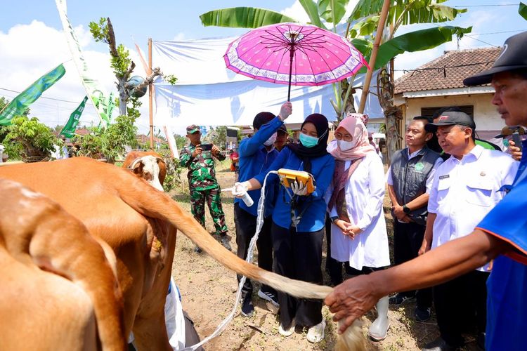 Bupati Banyuwangi Ipuk Fiestiandani saat mengunjungi kelompok ternak Barokah Rojo Joyo, di Desa Bagorejo, Kecamatan Srono dalam rangkaian program Bupati Ngantor di Desa (Bunga Desa), Rabu (4/10/2023).


