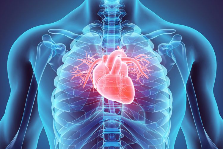 Ilustrasi jantung dan otot jantung.