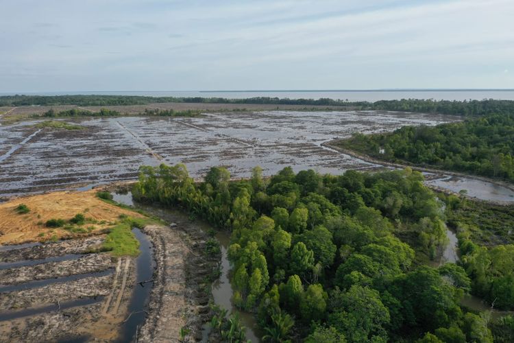 Kondisi hutan mangrove di Kabupaten Nunukan Kaltara  yang diduga dibabat oknum pengusaha Nunukan untuk kebun kelapa pandan. Pembabatan dan perusakan diduga terjadi sejak 2019 