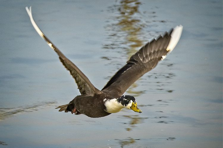 Tidak semua spesies bebek bisa terbang. Beberapa bebek yang tidak bisa terbang, disebabkan karena berbagai hal, seperti bobot berlebih atau merupakan bebek domestik yang hidup di penangkaran.