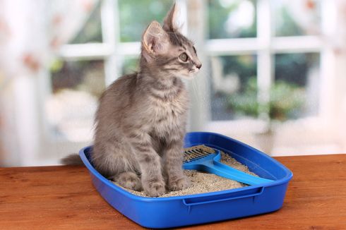 Cara Meminimalkan Bau Tak Sedap dari Kotak Pasir Kucing