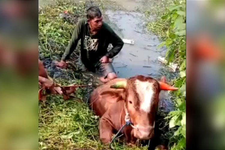 Sapi Kurban 700 Kg di Sidoarjo Lepas lalu Tercebur ke Sungai
