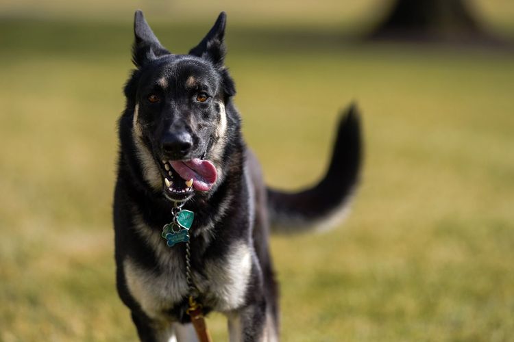 Major, anjing jenis German Shepherd milik keluarga Biden yang tiba di Gedung Putih pada Minggu (24/1/2021). [Adam Schultz/Gedung Putih]