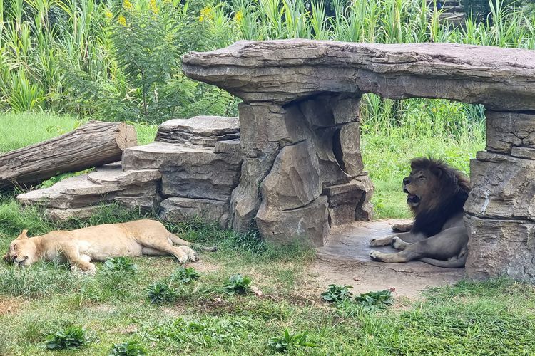 Singa yang bisa dilihat dengan jelas dari Makunde Resto di Solo Safari, Sabtu (16/12/2023).