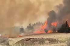 Israel Dilanda Kebakaran Hutan Terparah, Nyatakan Darurat Nasional-Minta Bantuan Negara Lain