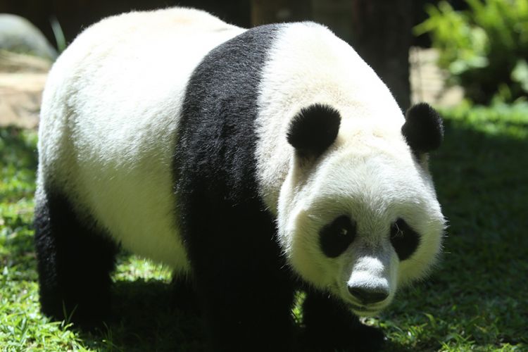 Seekor panda (Ailuropada melanoleuca) asal China diperlihatkan seusai proses karantina di Istana Panda Indonesia, Taman Safari Indonesia Bogor, Jawa Barat, Rabu (1/11/2017). Sepasang panda, Cai Tao (jantan) dan Hu Chun (betina) yang berasal dari pengembangbiakan di China Wildlife Conservation Association (CWCA) akan diperkenalkan untuk publik pada November 2017.