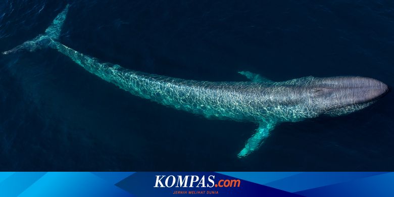 The Largest Head in the Animal Kingdom: Blue Whale and Cycad Beetle ...