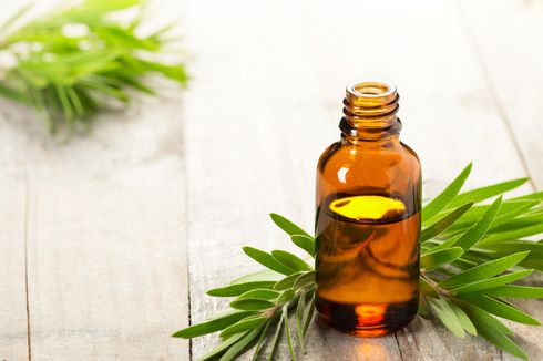 Ucapkan Selamat Tinggal Pada Jerawat dengan Tea Tree Oil