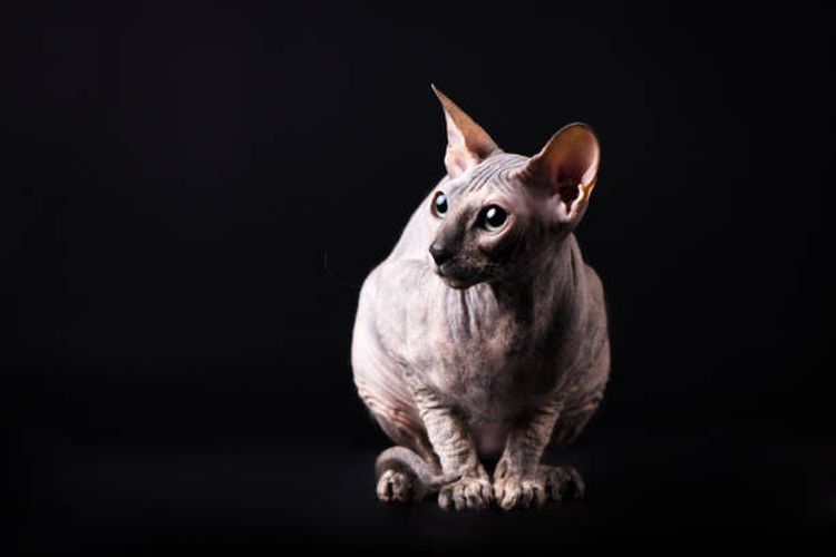 Ilustrasi ras Donskoy, kucing tanpa bulu asal Rusia