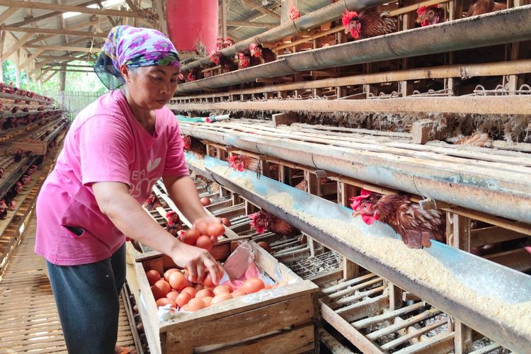 Peternak di Malang Menjerit Harga Telur Anjlok Rp 18.000, tapi Pakan Ayam Justru Meroket