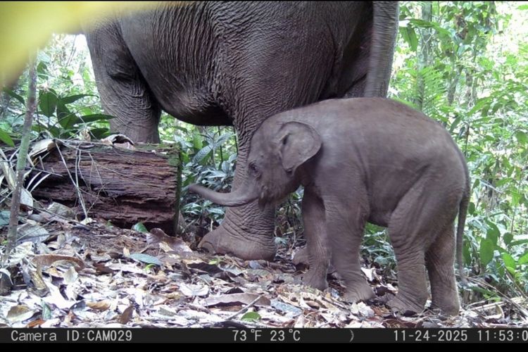 Anak Gajah Domang dan Nona Seroja Bikin Penasaran, Seberapa Cepat Gajah Bisa Berlari?