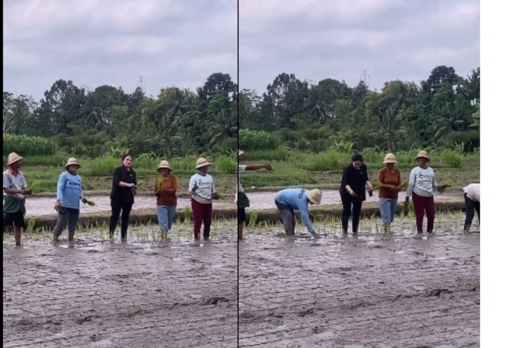 Puan Maharani menanam padi dengan gerakan maju.