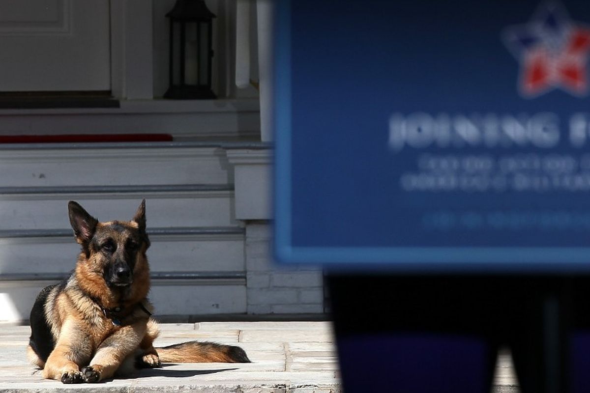 Champ, anjing kesayangan Presiden AS Joe Biden.