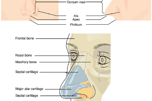 Mengenal Bagian-bagian Hidung Manusia