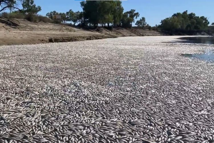 Tangkapan layar dari video 1 juta ikan mati kepanasan di Sungai Darling, Kota Menindee, Australia, pertengahan Maret 2023.