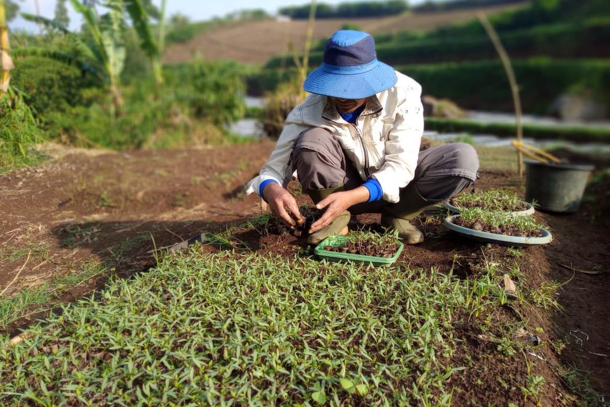 Seorang petani tengah bekerja di perkebunan di Pangalengan, Kabupaten Bandung.