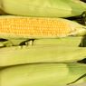 9 Cara Pilih dan Simpan Jagung, Jangan Kupas Kulit Sebelum Dimasak