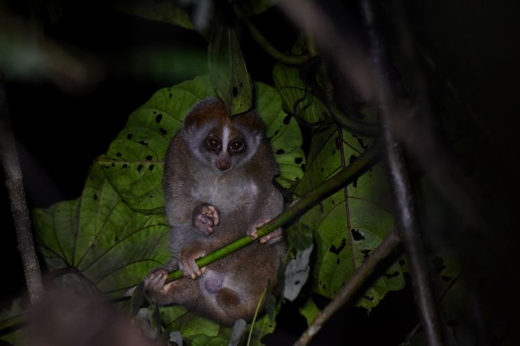 Kukang Kalimantan yang terancam punah memainkan peran penting dalam menjaga keseimbangan ekosistem hutan.