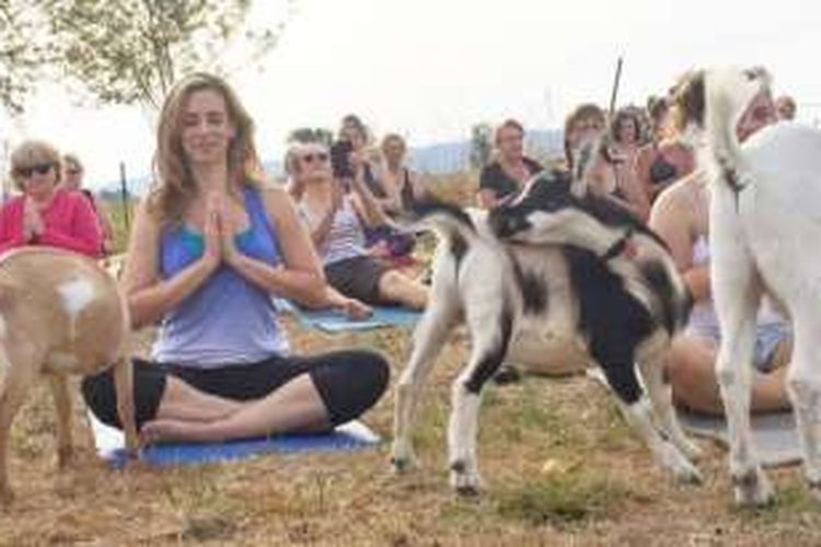 Kelas yoga kambing.