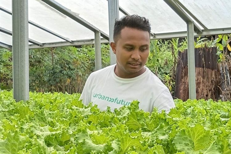 Mundur dari ASN, Wil Pilih Usaha Selada Hidroponik, Lirik Peluang Besar di Labuan Bajo