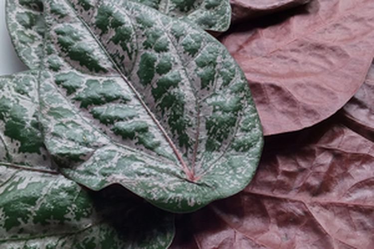 Ilustrasi daun sirih merah