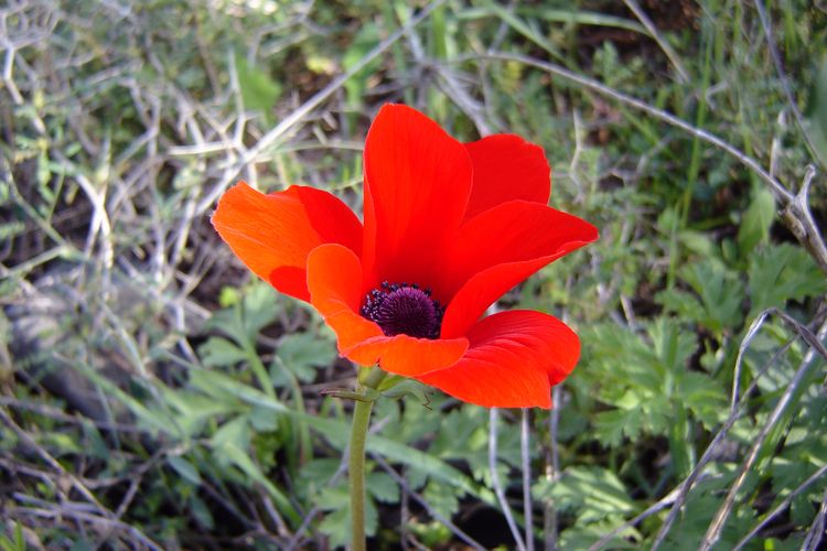 Ilustrasi bunga anemone merah.