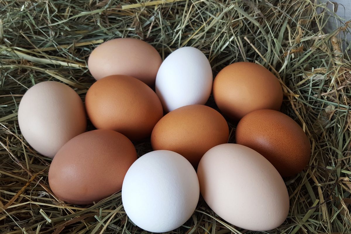 Alasan di balik warna telur ayam yang berbeda adalah kandungan di dalamnya. 