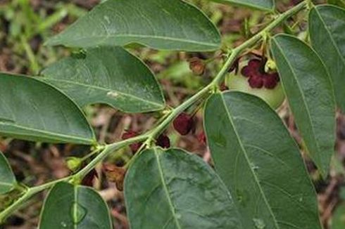 Terbukti, Daun Katuk Tingkatkan Produksi ASI pada Ibu Menyusui