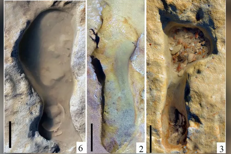 Jejak kaki Neanderthal yang berusia 100.000 bisa jadi menjadi merupakan jejak kaki Neanderthal tertua yang ditemukan di Eropa. 
