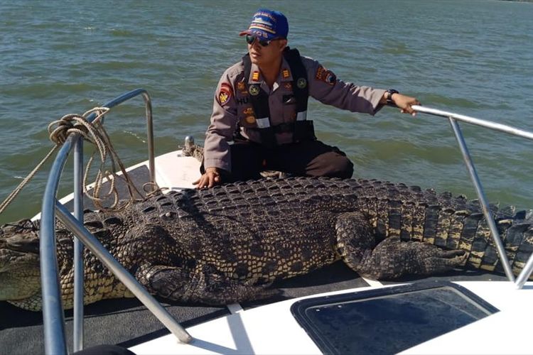 Buaya Muara Sepanjang 3 Meter Ditemukan Mati Di Cilacap