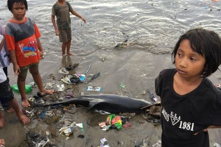 Mayat lumba-lumba terseret ombak sebelum sempat diambil untuk diotopsi di Padang, Januari 2020